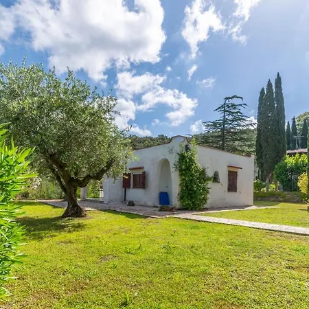 Olea - Goelba